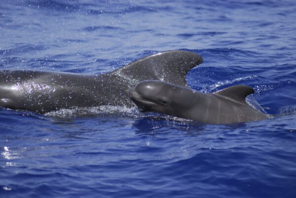 (2) Paquete Especial de Excursiones en Tenerife - Imagen 12