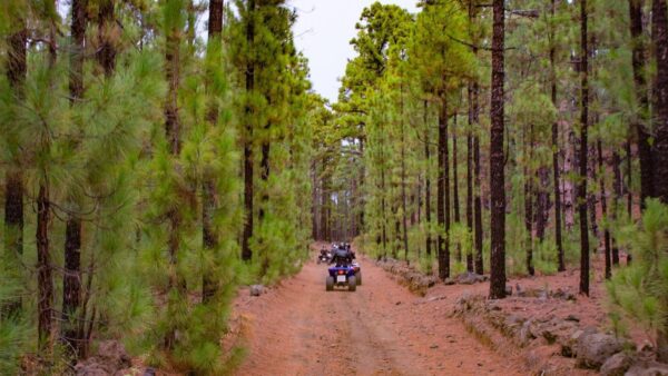 (2) Paquete Especial de Excursiones en Tenerife - Imagen 22